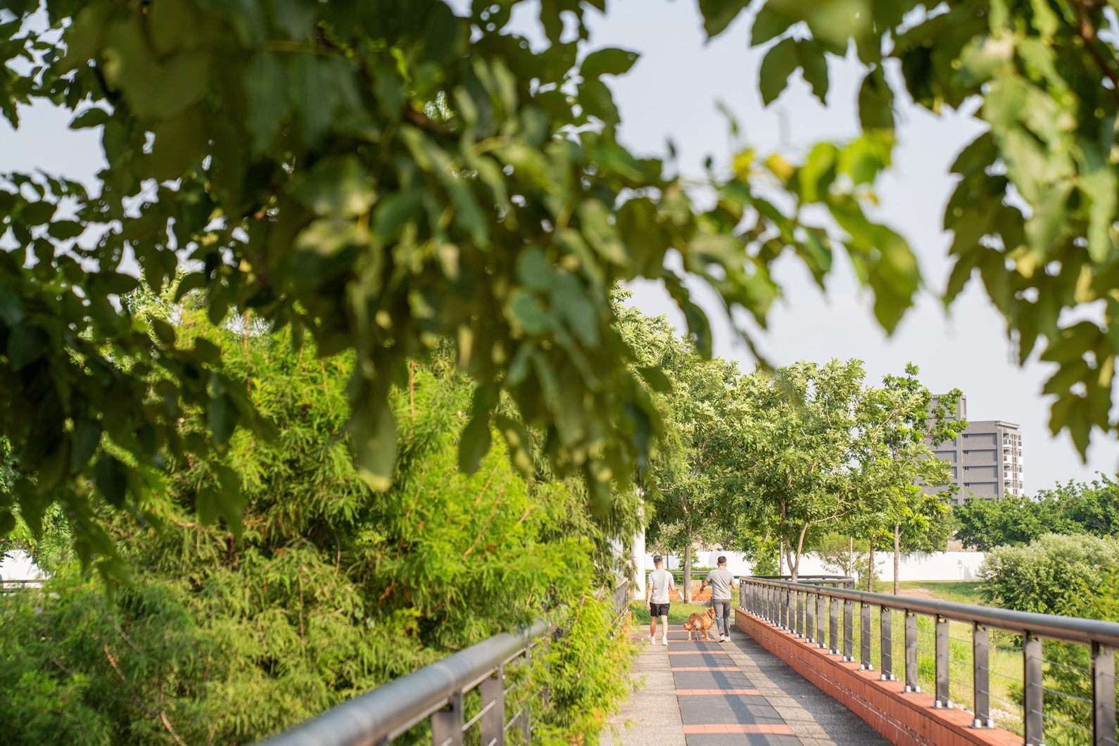 新市鎮生態公園示意圖