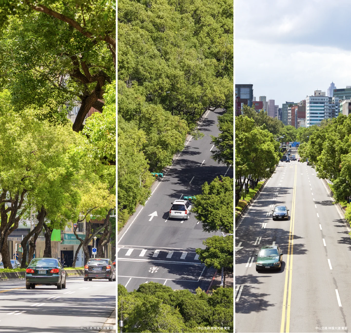 中山北路林蔭大道 實景